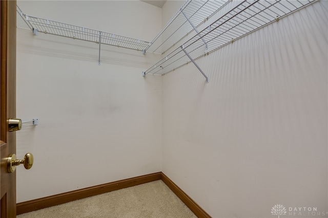 walk in closet with carpet flooring