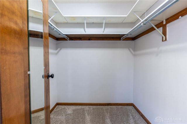 walk in closet featuring carpet floors