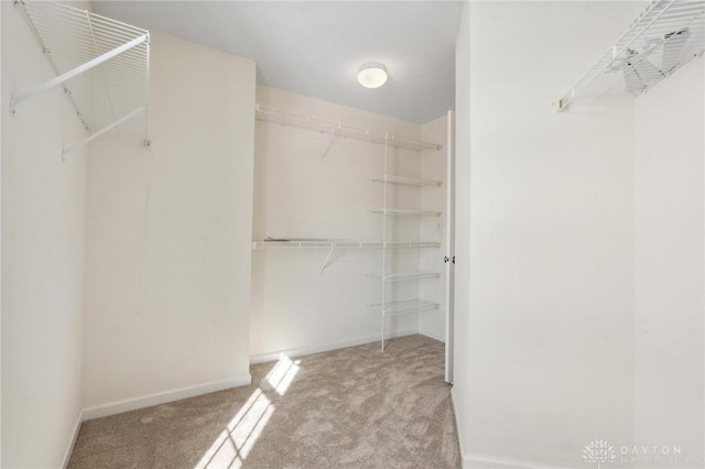 spacious closet featuring carpet