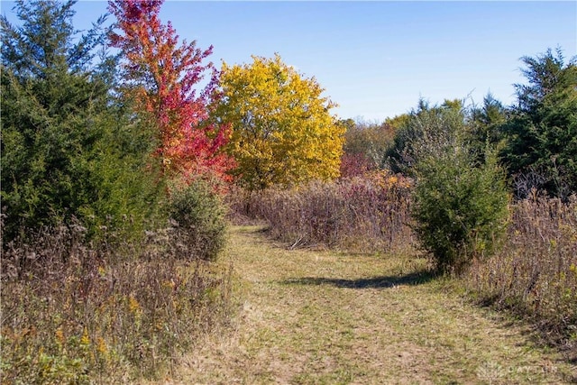 view of local wilderness