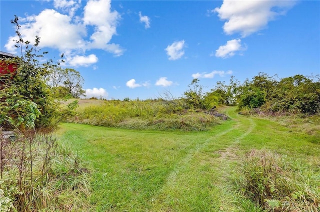 view of local wilderness