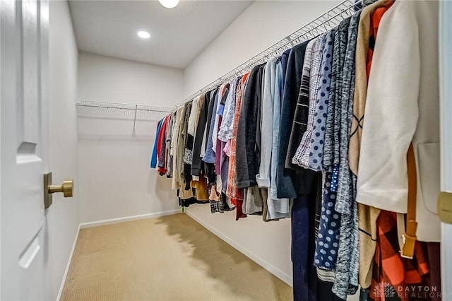 spacious closet featuring carpet flooring