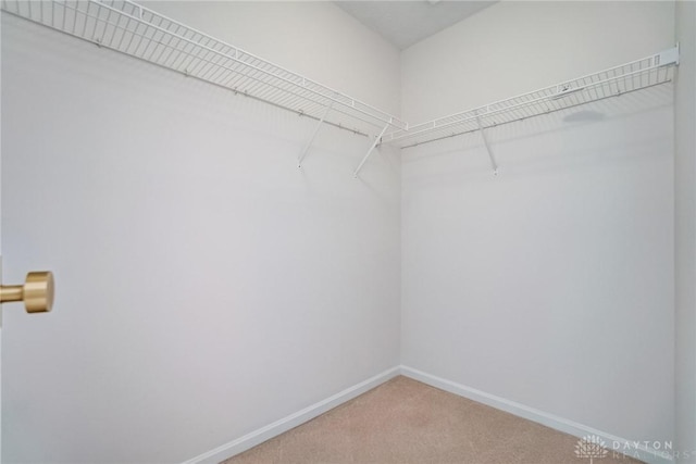 spacious closet featuring carpet flooring