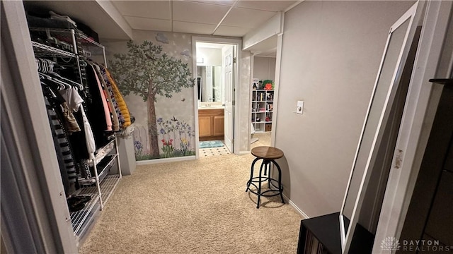 spacious closet with carpet floors and a paneled ceiling