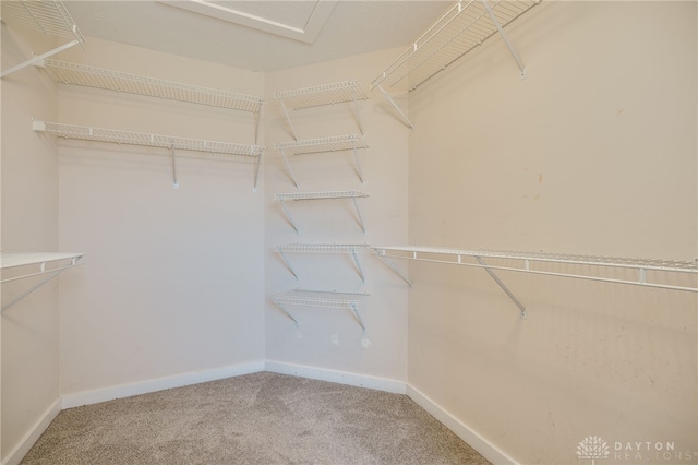 spacious closet with carpet floors