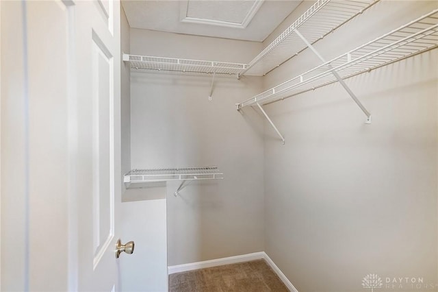 spacious closet featuring carpet floors