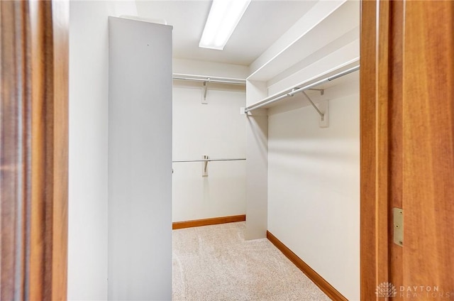 spacious closet featuring carpet floors