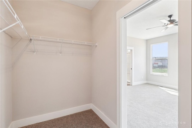 walk in closet featuring ceiling fan and carpet floors