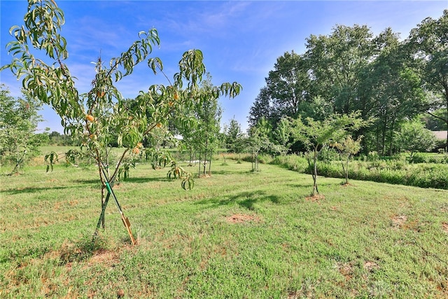 4255 Nicholson Rd, Clarksville, OH 45113 - photo 70