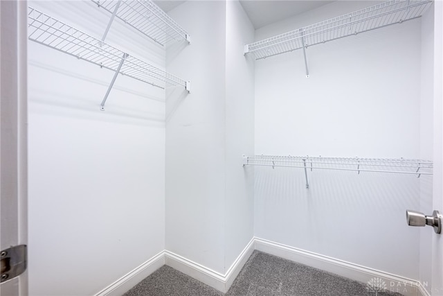 spacious closet featuring carpet