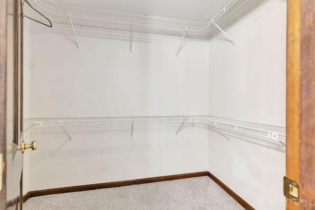 spacious closet featuring carpet floors