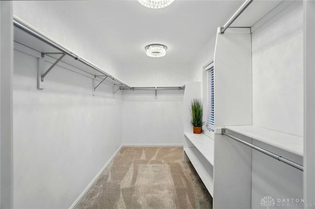 spacious closet featuring light colored carpet