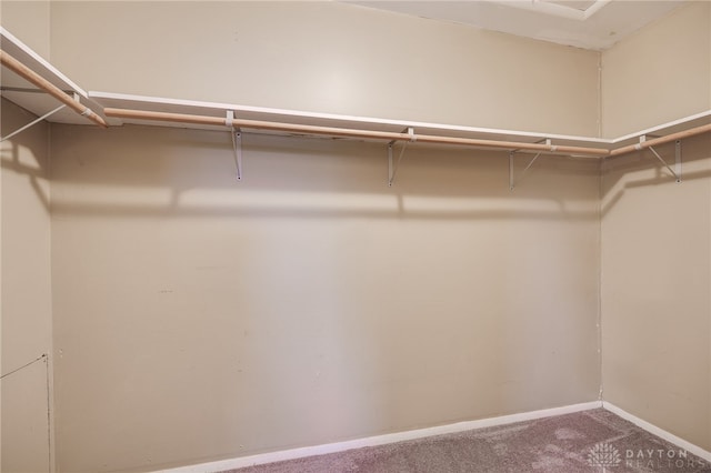 spacious closet with carpet
