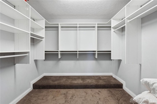 walk in closet with carpet flooring