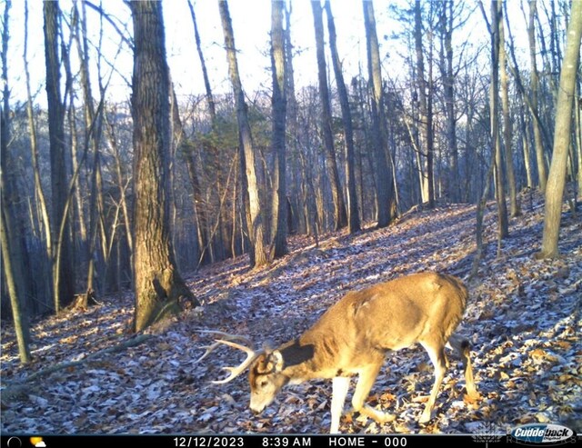 34292 State Route 41, Peebles, OH 45660 - photo 29