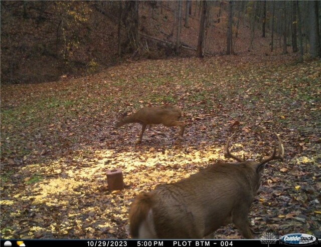 34292 State Route 41, Peebles, OH 45660 - photo 31