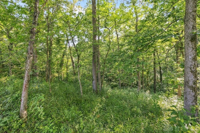 7373 Crowl Rd, Degraff, OH 43318 - view of tree filled area