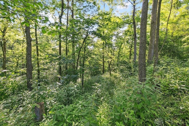 7373 Crowl Rd, Degraff, OH 43318 - view of tree filled area