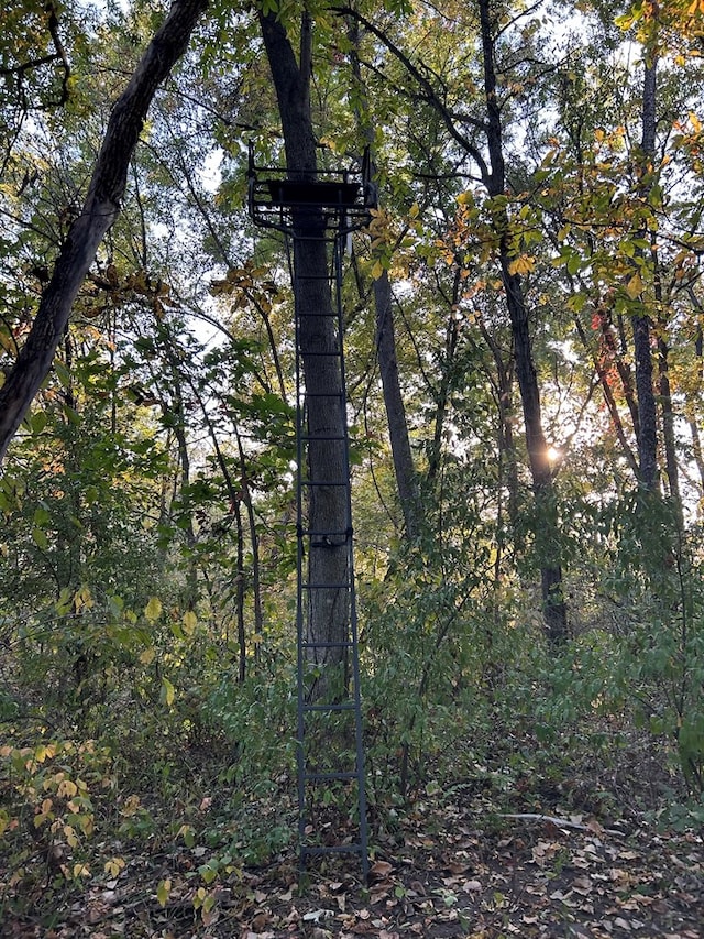 view of local wilderness