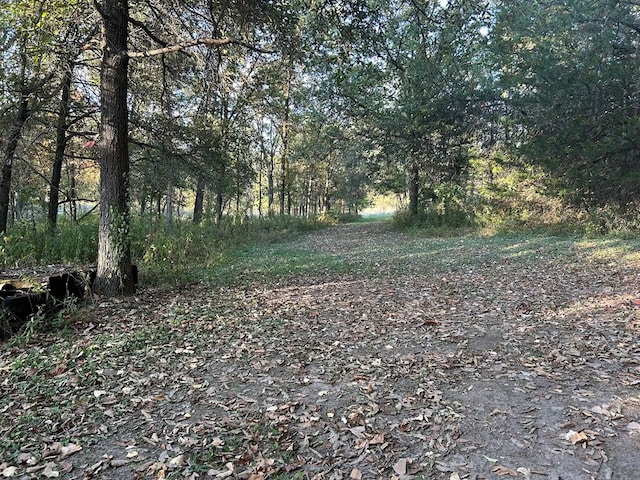 view of local wilderness