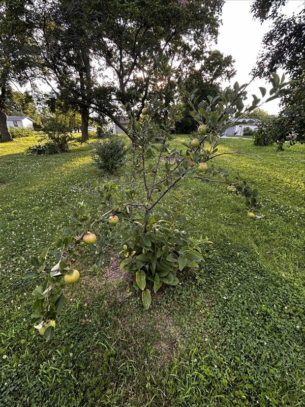 1617 N Church St, Marceline, MO 64658 - view of grassy yard