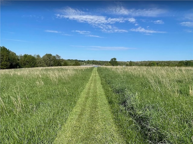 view of local wilderness