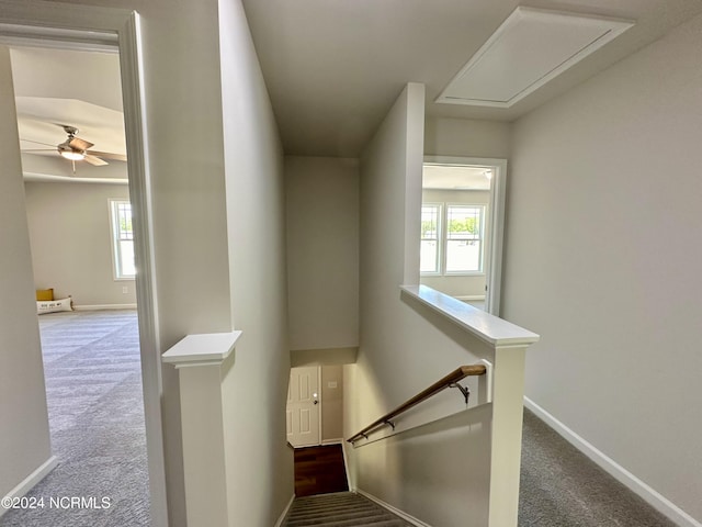 stairway with carpet floors and ceiling fan