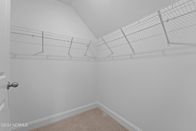 spacious closet featuring carpet floors