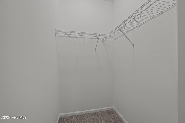 spacious closet featuring carpet floors