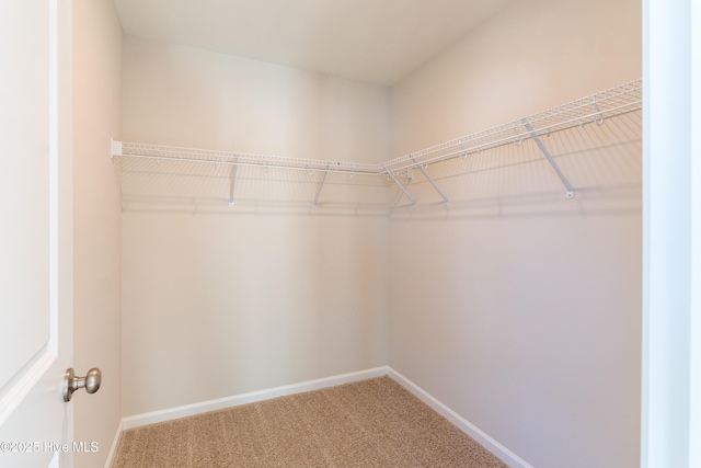 walk in closet featuring carpet flooring