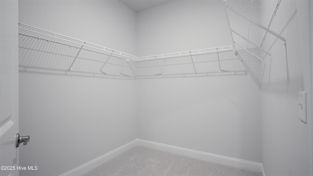 walk in closet with carpet flooring