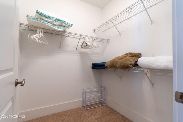 walk in closet with carpet floors