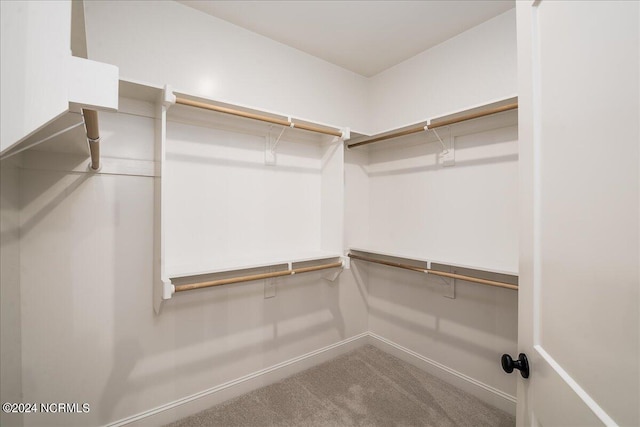 walk in closet with carpet floors