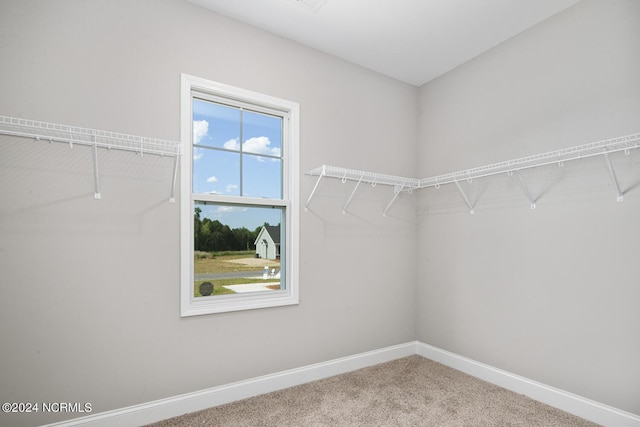 walk in closet with carpet floors