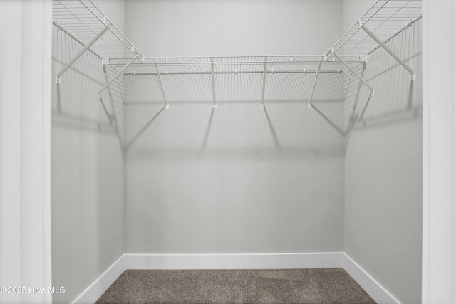 walk in closet featuring carpet floors