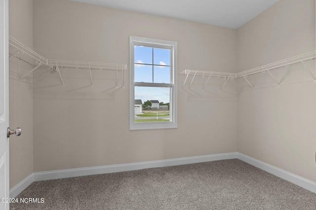 walk in closet featuring carpet flooring