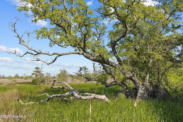 135 Vashti Dr, Morehead City, NC 28557 - view of local wilderness
