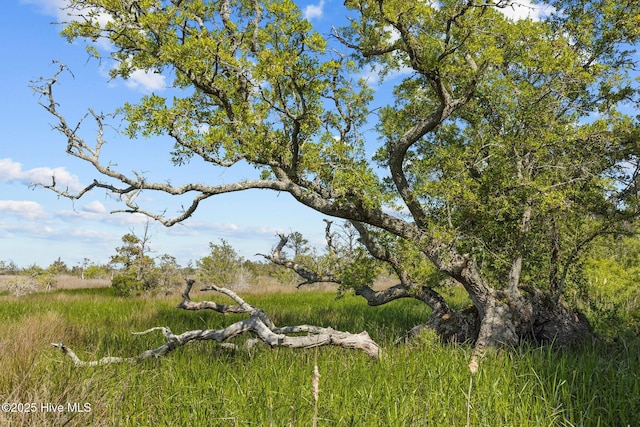 view of nature