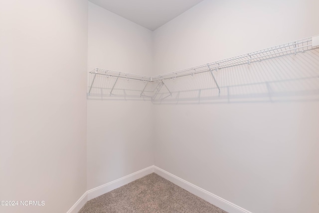 walk in closet with carpet floors