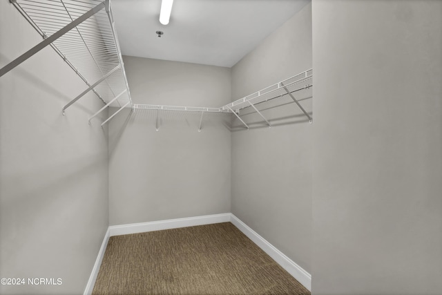 spacious closet featuring carpet