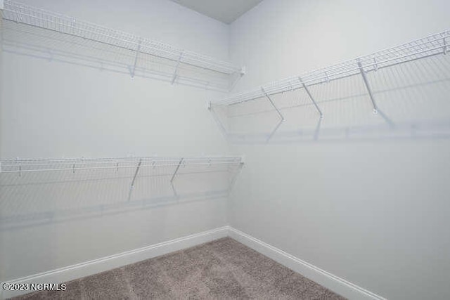 spacious closet featuring carpet flooring