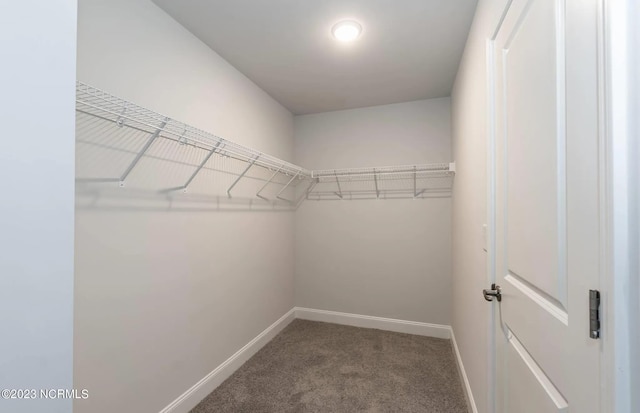 walk in closet featuring carpet