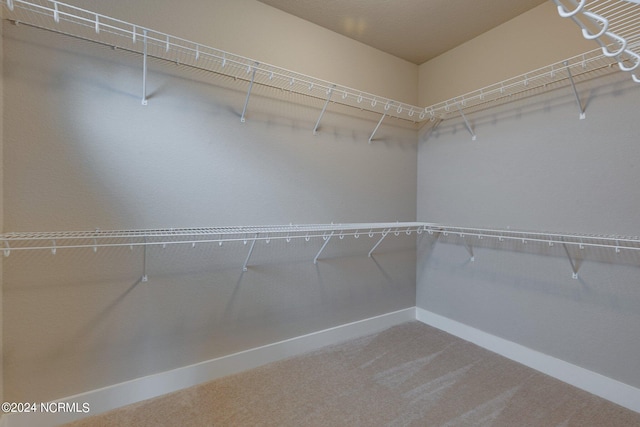 spacious closet featuring carpet flooring