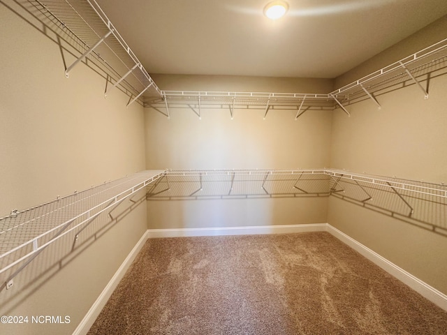 walk in closet featuring carpet flooring