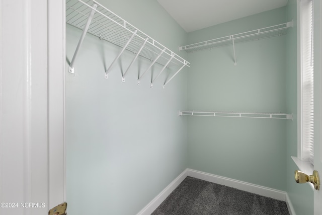 walk in closet with carpet flooring