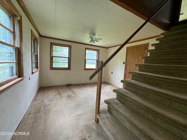 stairs featuring ceiling fan, crown molding, and carpet flooring