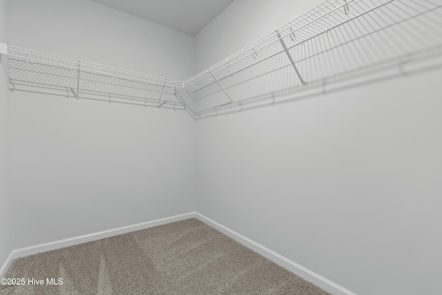 walk in closet featuring carpet floors