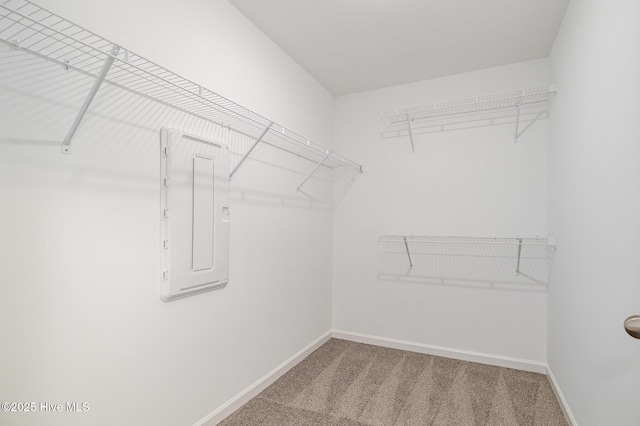 spacious closet featuring electric panel and carpet flooring