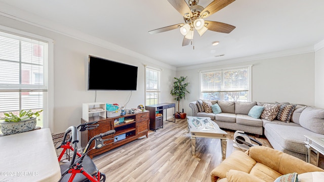 living room with ornamental molding, ceiling fan, and light wood-type flooring