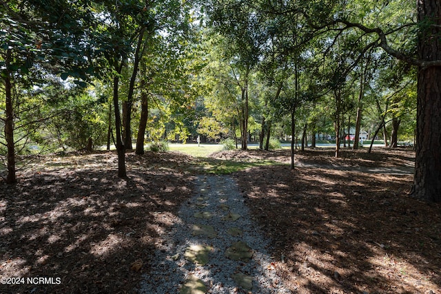 view of local wilderness